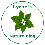 Lyrae Willis logo